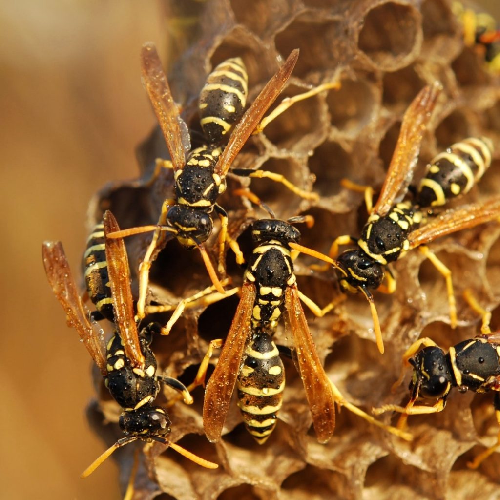 Μέλισσες & Σφήκες - Bees & Wasps 